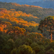 Hora Dourada, por Alexandre Reider