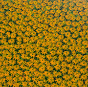 Yellow Daisies, by Luiz Mondego