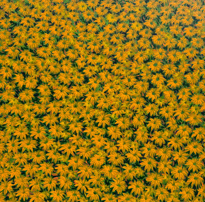 Yellow Daisies, by Luiz Mondego