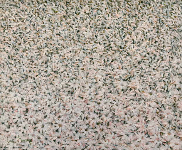 Pétalas, por Luiz Mondego