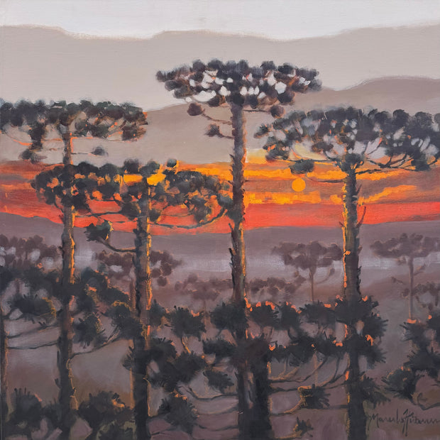 Série Araucárias, por Marcelo Hübner