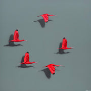 Guarás, por Orlandi