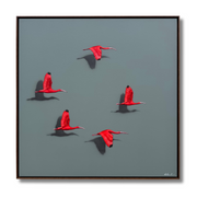 Guarás, por Orlandi