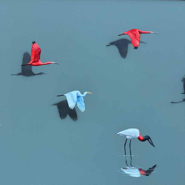 Aves Brasileiras, por Orlandi