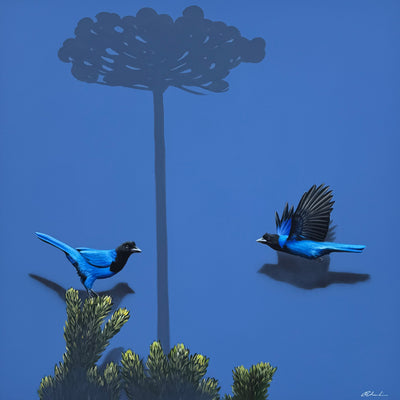 Gralha-azul, por Orlandi