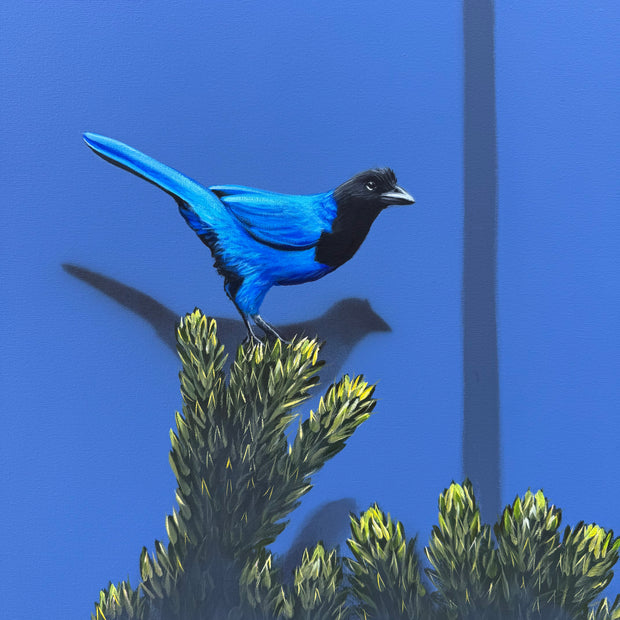 Gralha-azul, por Orlandi