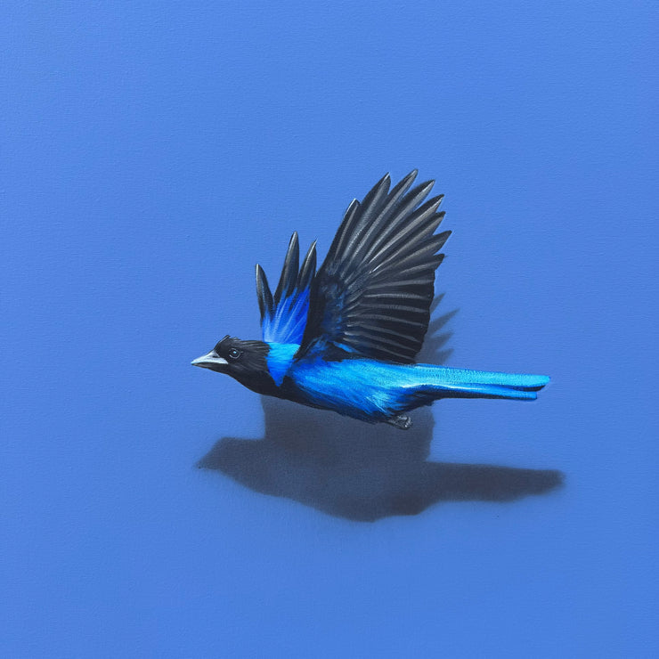 Gralha-azul, por Orlandi