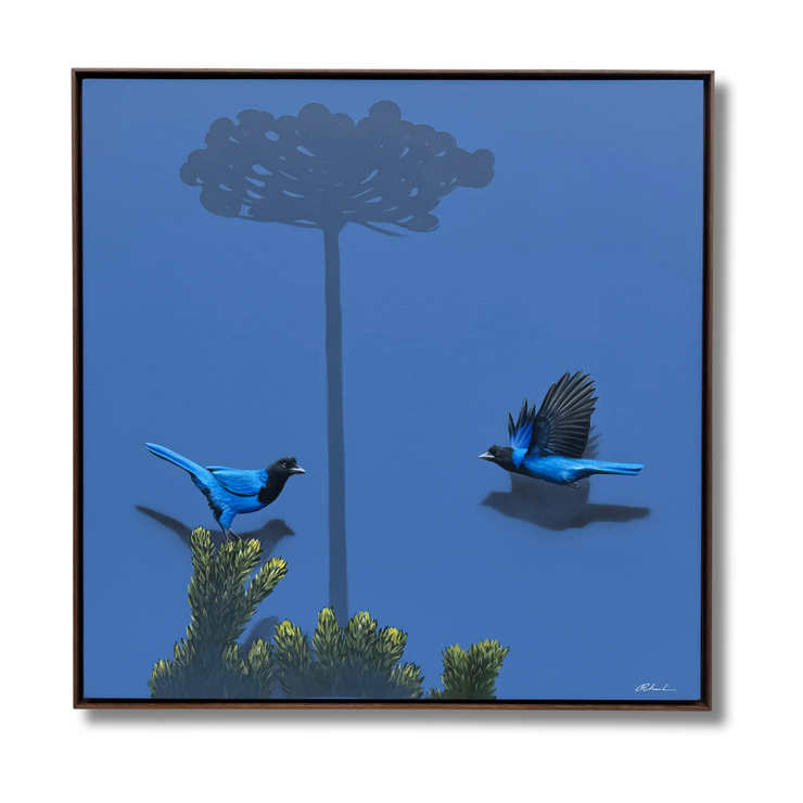 Gralha-azul, por Orlandi