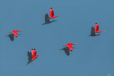 Guarás, por Orlandi