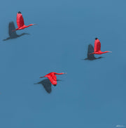 Guarás, por Orlandi