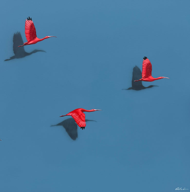 Guarás, por Orlandi