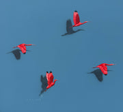 Guarás, por Orlandi