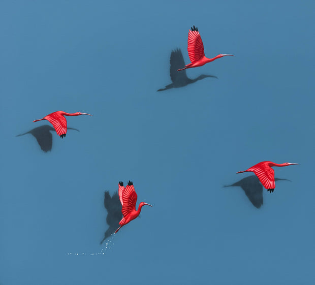 Guarás, por Orlandi