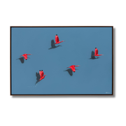 Guarás, por Orlandi