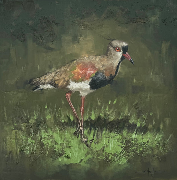 Quero-Quero: ave símbolo do Rio Grande do Sul, por Saulo Pfeiffer